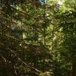 Fitto bosco di abeti